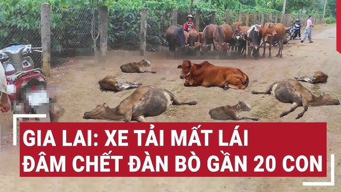 Xe mất thắng tông chết 18 con bò, tài xế xe tải đền hơn 300 triệu đồng