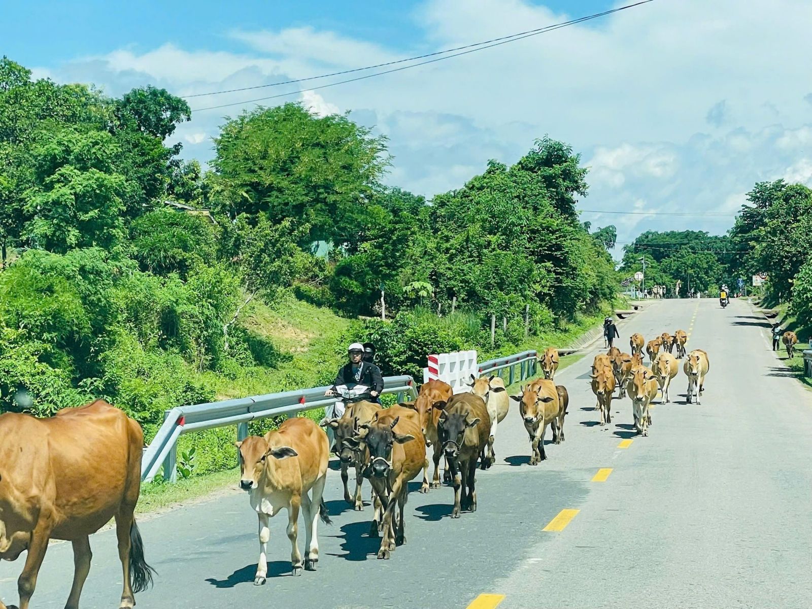 Xe mất thắng tông chết 18 con bò, tài xế xe tải đền hơn 300 triệu đồng
