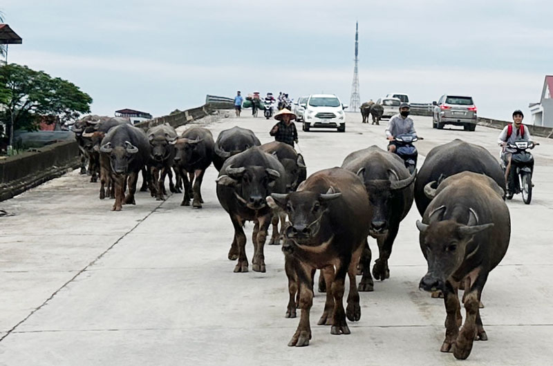 Xe mất thắng tông chết 18 con bò, tài xế xe tải đền hơn 300 triệu đồng