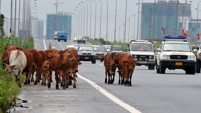 Xe mất thắng tông chết 18 con bò, tài xế xe tải đền hơn 300 triệu đồng